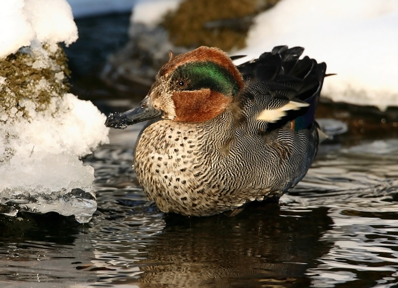 Tavi Common Teal (Anas crecca)