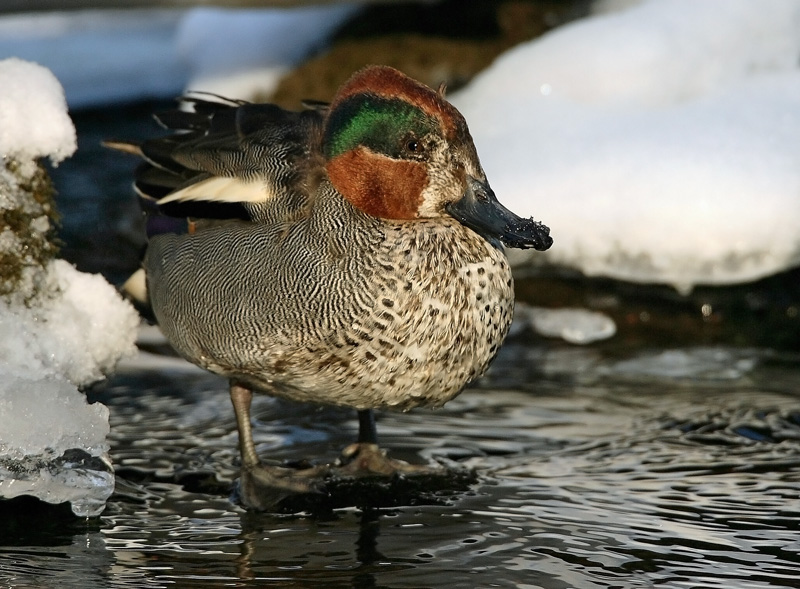 Tavi Common Teal (Anas crecca)