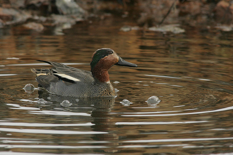 Tavi Common Teal (Anas crecca)