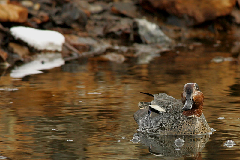 Tavi Common Teal (Anas crecca)