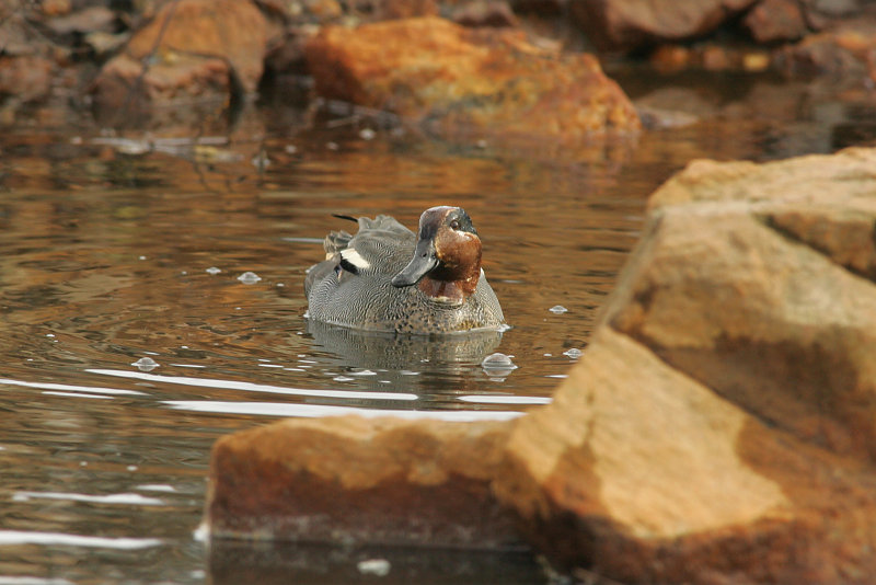 Tavi Common Teal (Anas crecca)