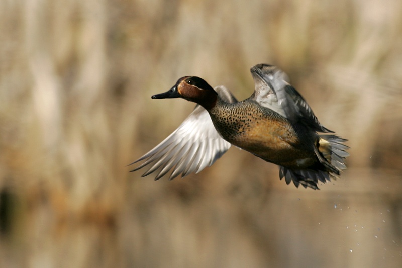 Tavi Common Teal (Anas crecca)