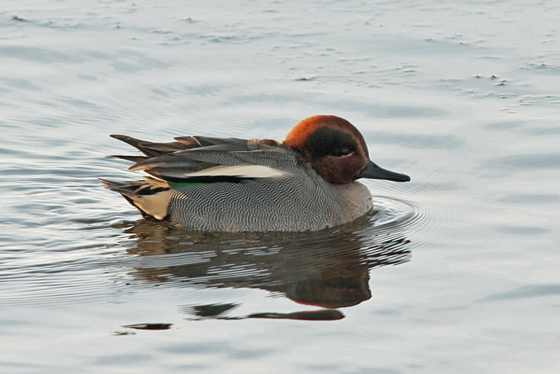 Tavi Common Teal (Anas crecca)