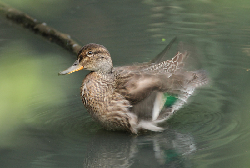 Tavi Common Teal (Anas crecca)