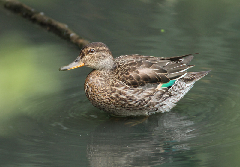 Tavi Common Teal (Anas crecca)