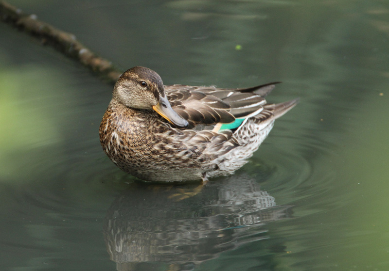 Tavi Common Teal (Anas crecca)