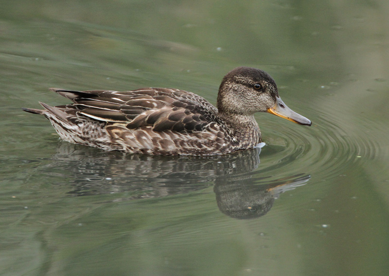 Tavi Common Teal (Anas crecca)
