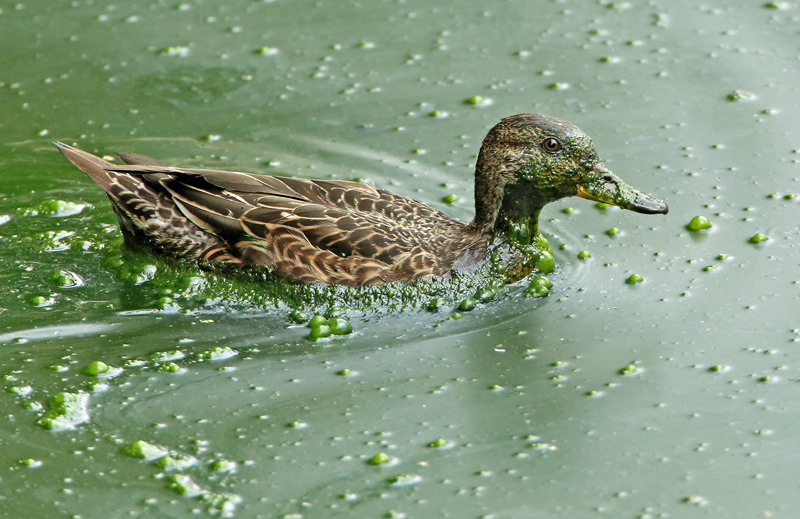 Tavi Common Teal (Anas crecca)