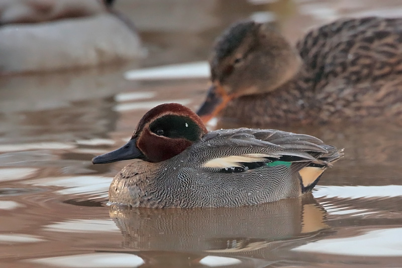 Tavi Common Teal (Anas crecca)