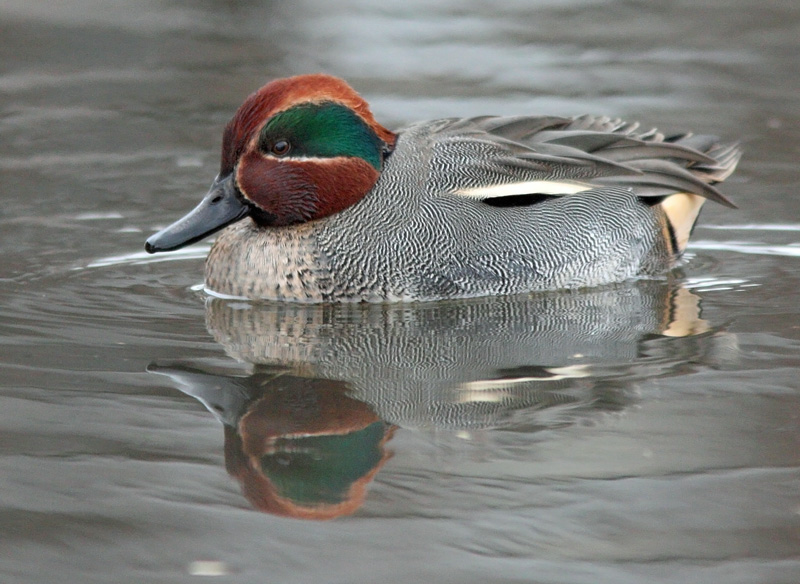 Tavi Common Teal (Anas crecca)