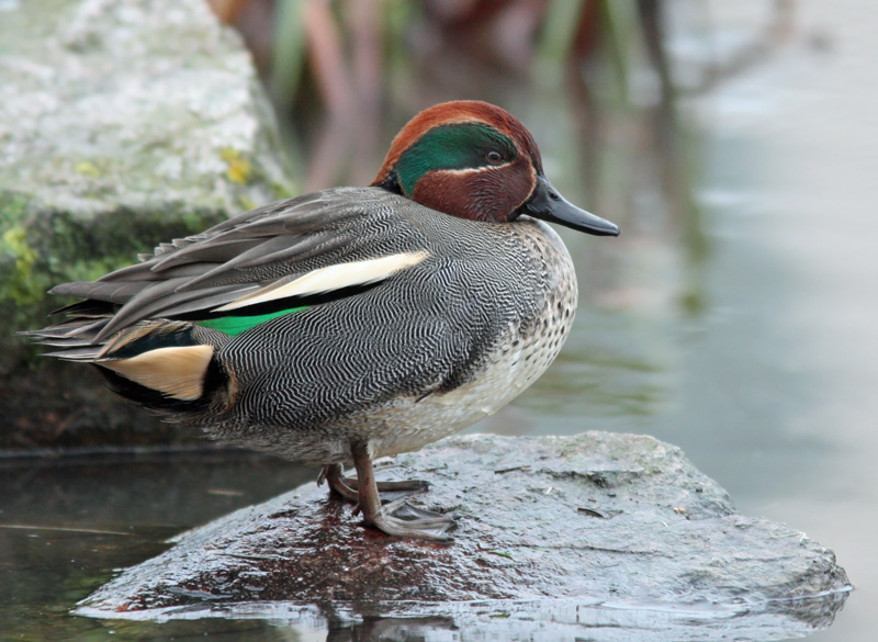 Tavi Common Teal (Anas crecca)