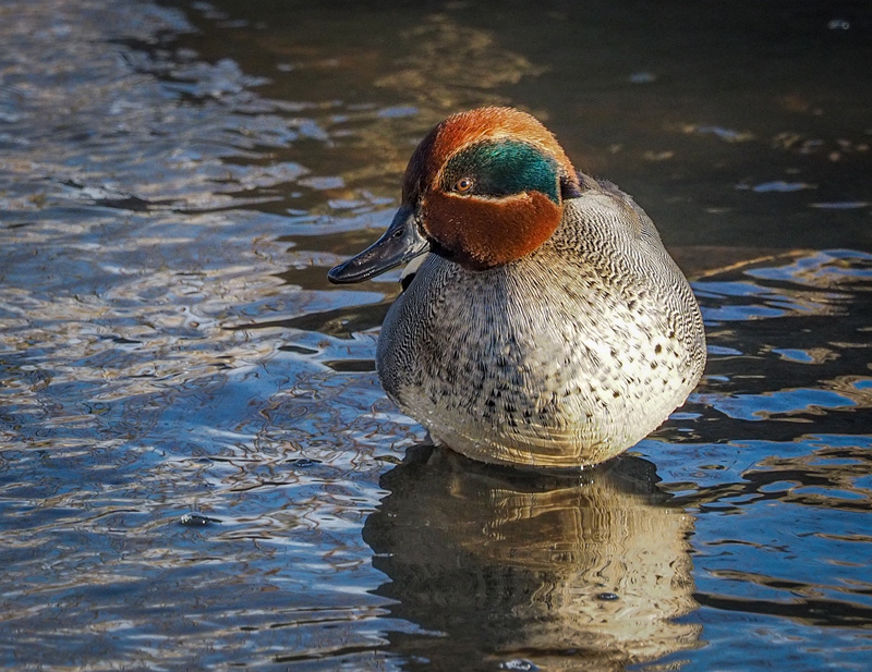 Tavi Common Teal (Anas crecca)