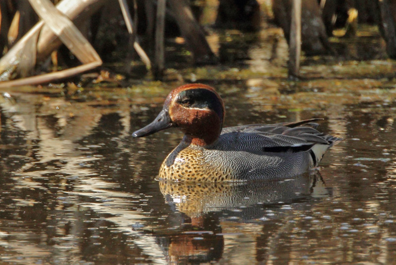 Tavi Common Teal (Anas crecca)