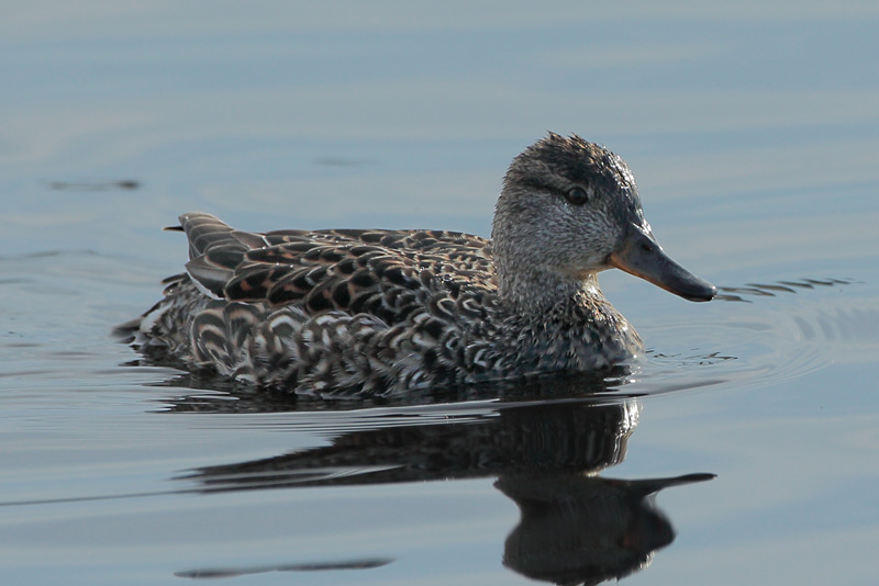 Tavi Common Teal (Anas crecca)