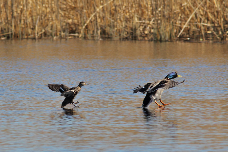 Tavi Common Teal (Anas crecca)