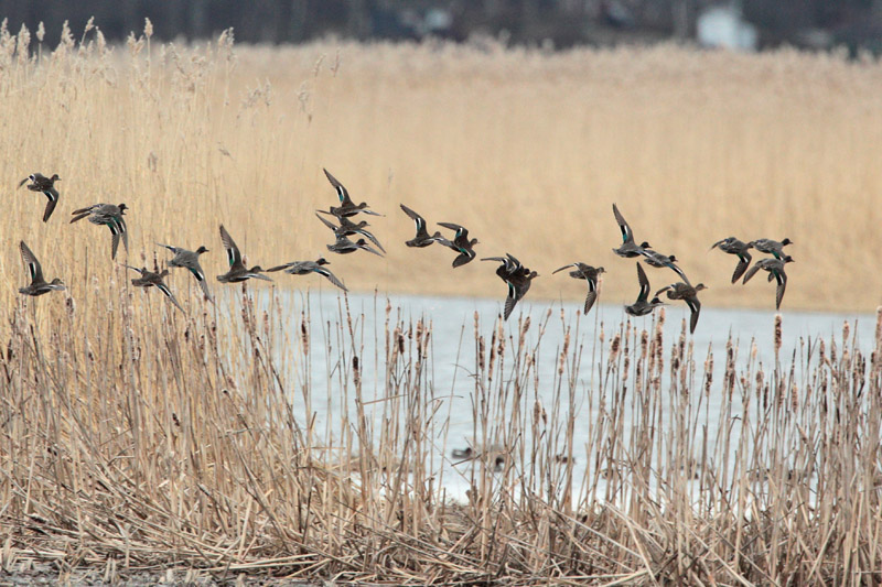 Tavi Common Teal (Anas crecca)
