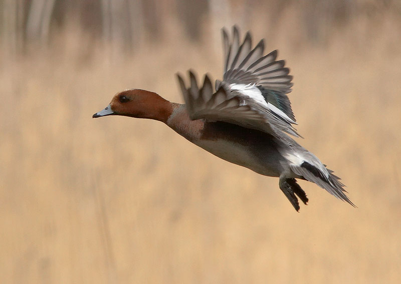 Haapana Wigeon (Anas penelope)