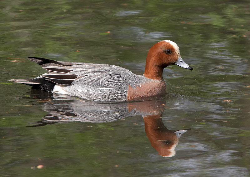 Haapana Wigeon (Anas penelope)