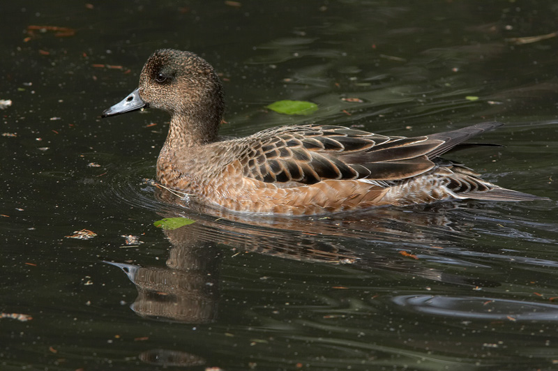 Haapana Wigeon (Anas penelope)