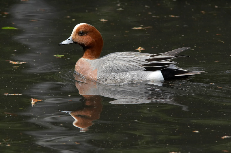 Haapana Wigeon (Anas penelope)