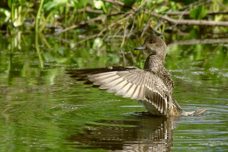Haapana Wigeon (Anas penelope)