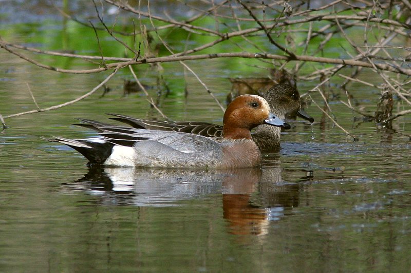 Haapana Wigeon (Anas penelope)