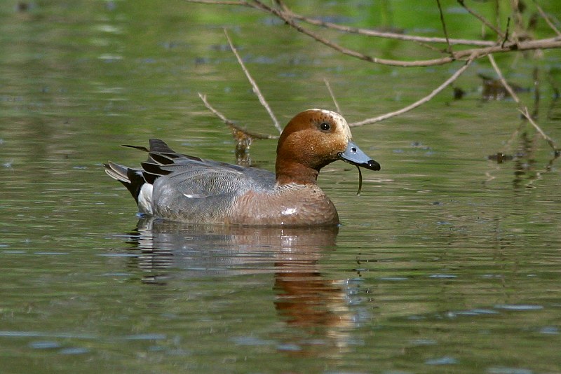 Haapana Wigeon (Anas penelope)