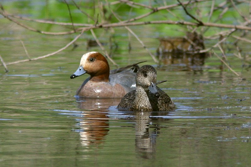 Haapana Wigeon (Anas penelope)