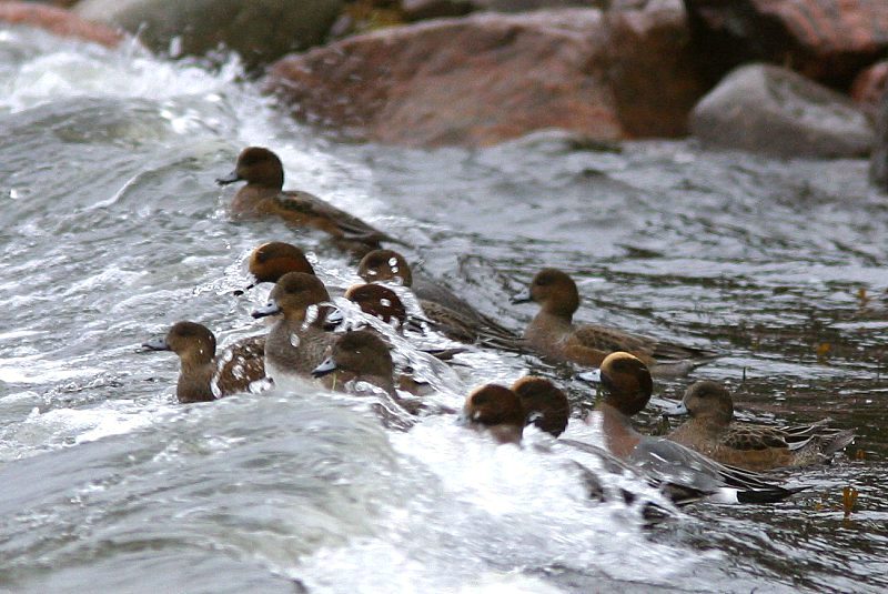 Haapana Wigeon (Anas penelope)