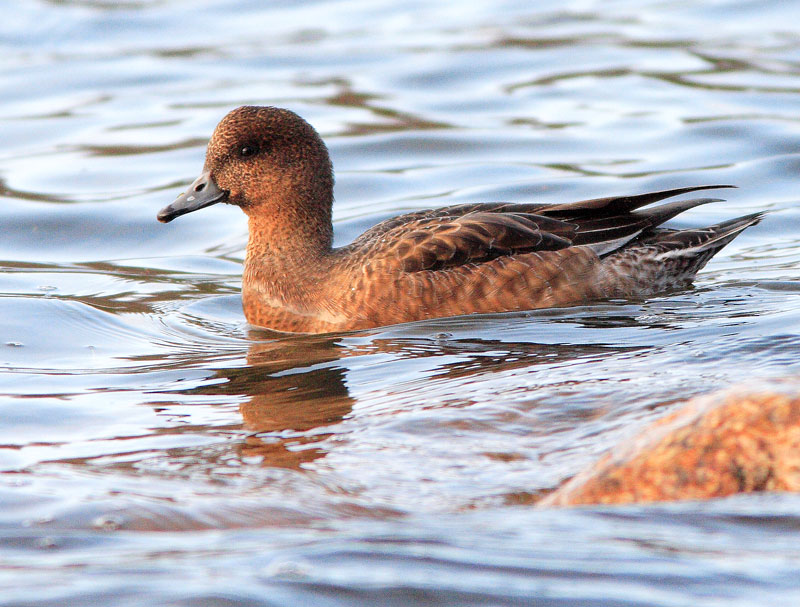 Haapana Wigeon (Anas penelope)
