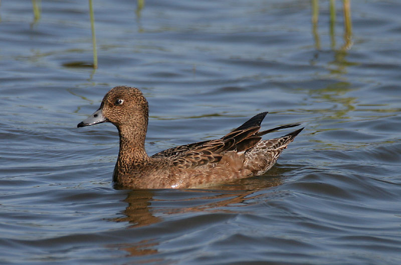 Haapana Wigeon (Anas penelope)