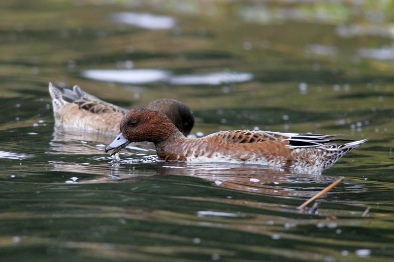 Haapana Wigeon (Anas penelope)