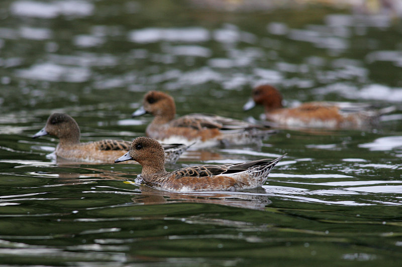 Haapana Wigeon (Anas penelope)