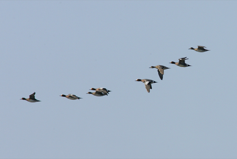 Haapana Wigeon (Anas penelope)