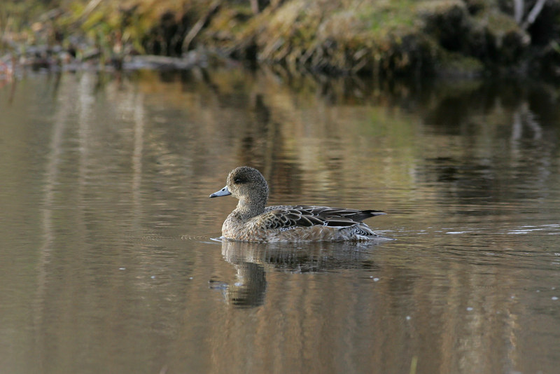 Haapana Wigeon (Anas penelope)