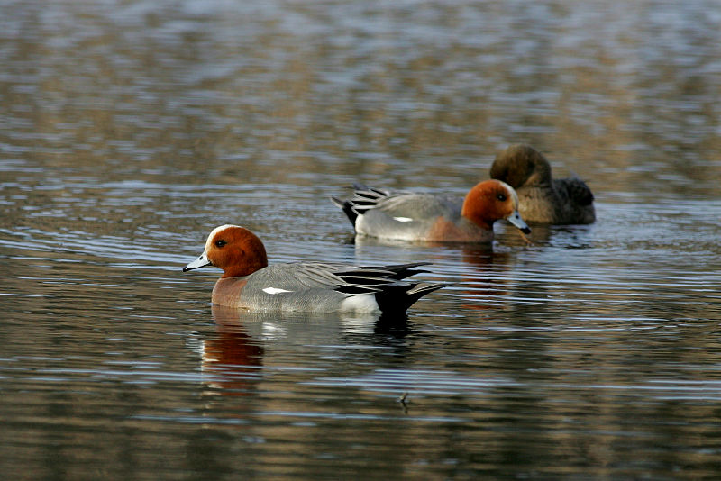 Haapana Wigeon (Anas penelope)