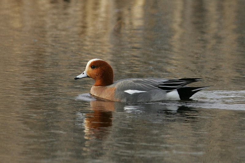 Haapana Wigeon (Anas penelope)