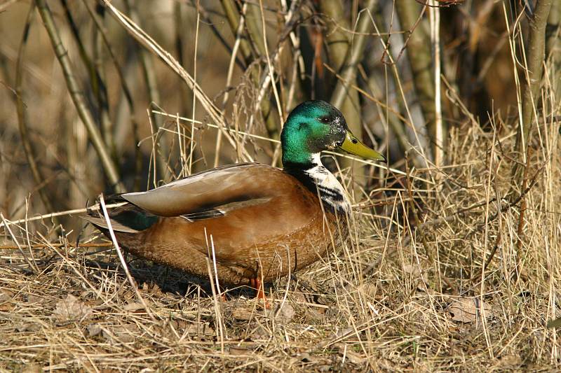 Sinisorsa (Anas plathyrnychos)