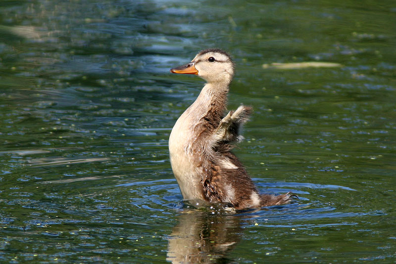 Harmaasorsa