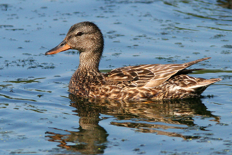 Harmaasorsa