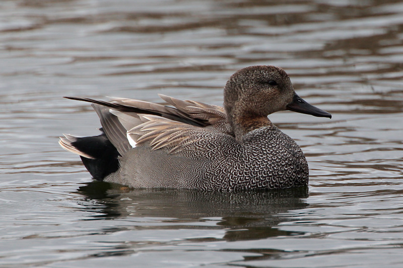 Harmaasorsa, Gadwall (Anas strepera)