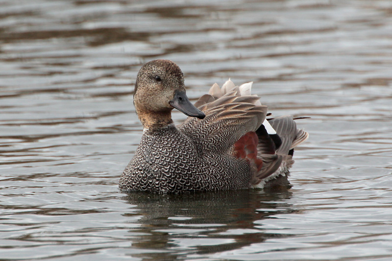 Harmaasorsa, Gadwall (Anas strepera)
