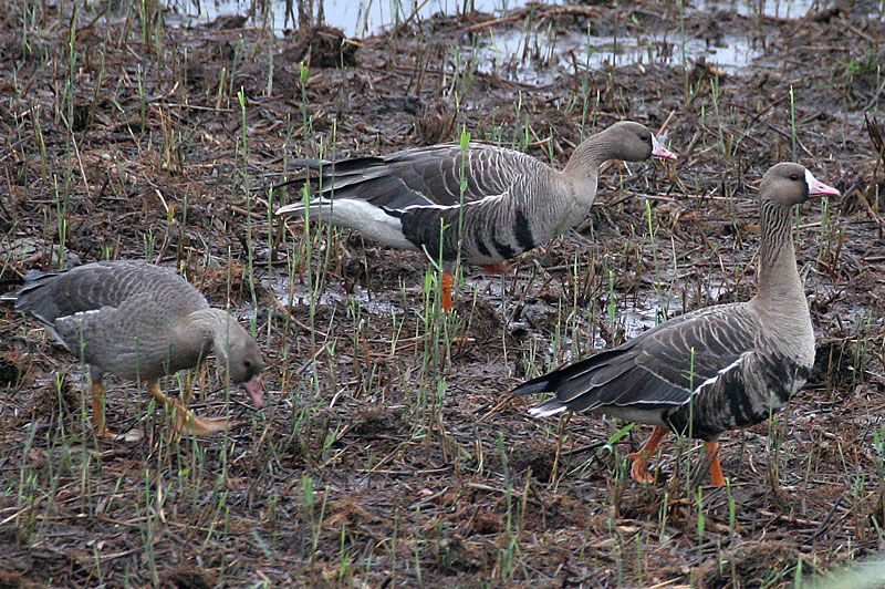 Tundrahanhi, Greater White-fronted Goose (Anser albifrons)