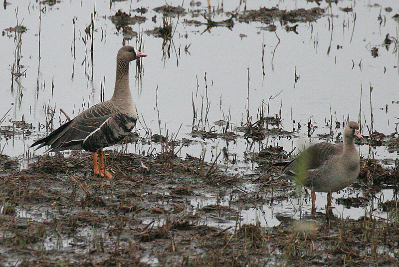 Tundrahanhi, Greater White-fronted Goose (Anser albifrons)