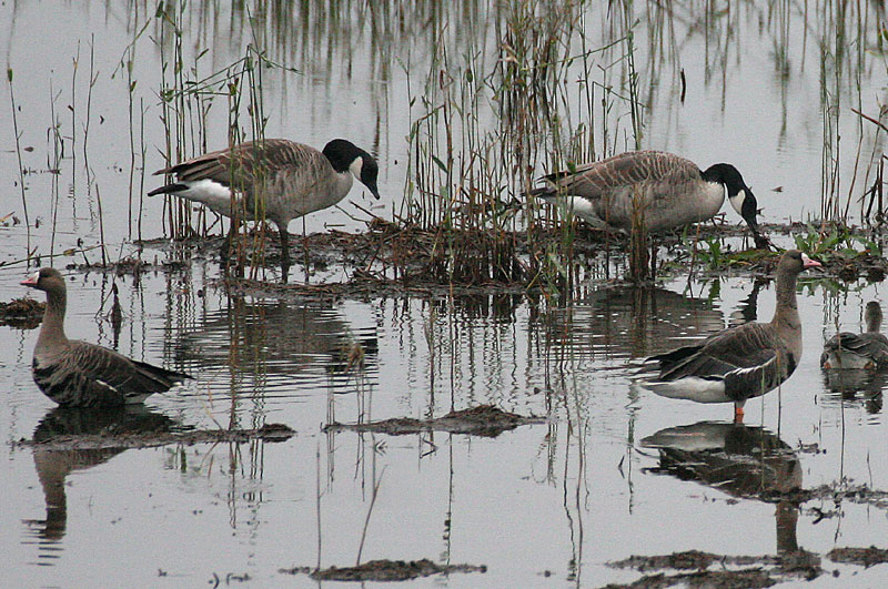 Tundrahanhi, Greater White-fronted Goose (Anser albifrons)