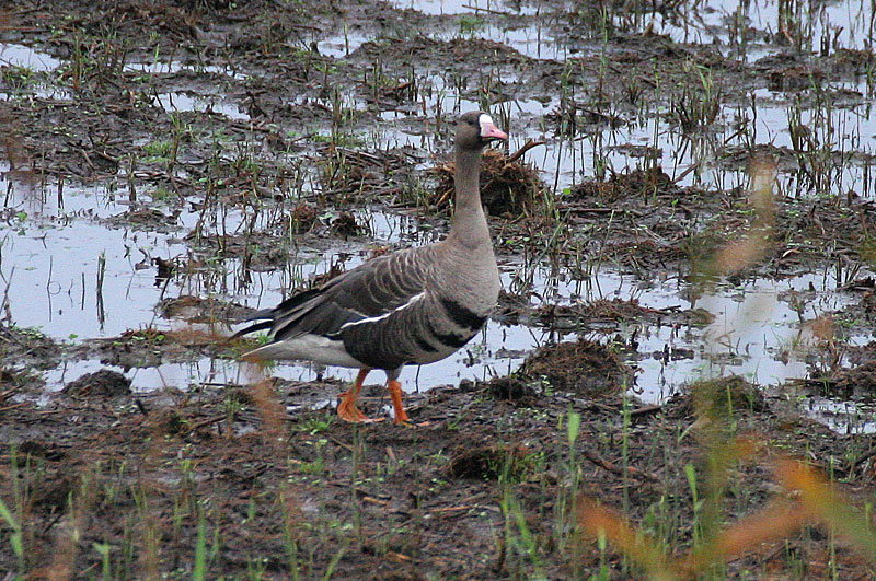 Tundrahanhi, Greater White-fronted Goose (Anser albifrons)