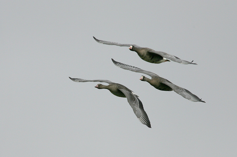 Tundrahanhi, Greater White-fronted Goose (Anser albifrons)