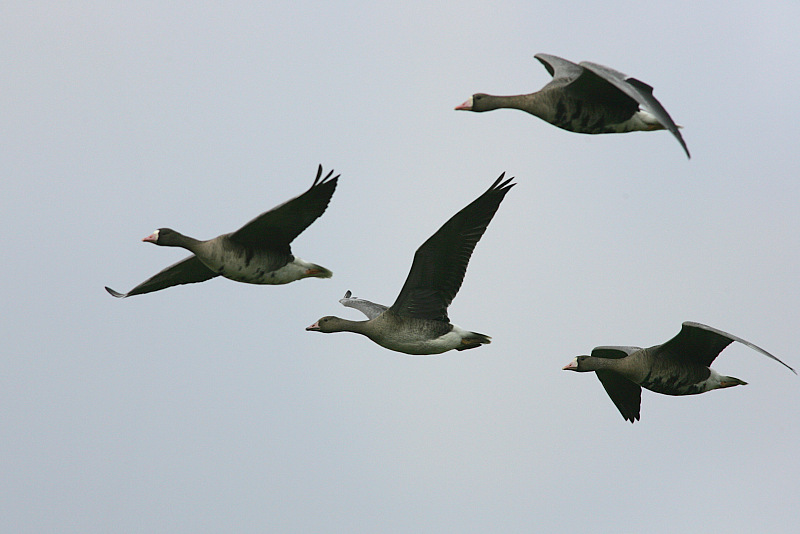 Tundrahanhi, Greater White-fronted Goose (Anser albifrons)