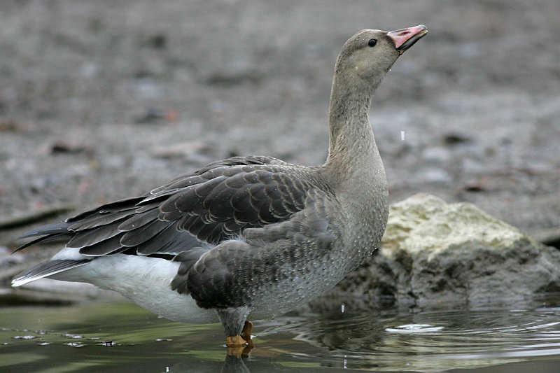 Tundrahanhi, Greater White-fronted Goose (Anser albifrons)