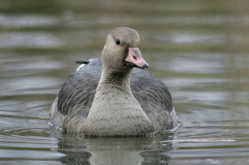 Tundrahanhi, Greater White-fronted Goose (Anser albifrons)
